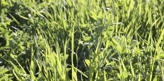 ¿Tiene sentido mezclar cereales y leguminosas en un mismo cultivo? cereales y leguminosas