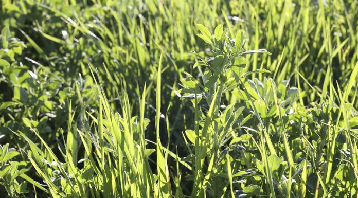 Nuevos pagos de ayudas asociadas a agricultores y ganaderos de Castilla-La Mancha cereales y leguminosas