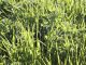 Nuevos pagos de ayudas asociadas a agricultores y ganaderos de Castilla-La Mancha cereales y leguminosas