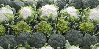 Ministerio de Agricultura actualiza importes de ayudas PAC a organizaciones de productores de frutas y hortalizas brocoli