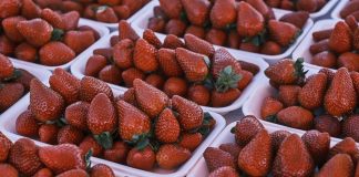 La lluvia permite a los freseros mantener la campaña y salir al mercado con precios justos fresas