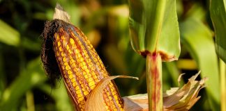 Sin pistas en cuanto a la evolución de los mercados cerealistas maíz