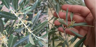 El olivar, a pesar de las lluvias, “está lejos de las grandes cosechas” estrés hídrico olivar