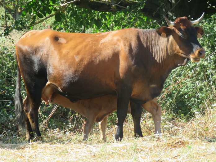 razas ganaderas