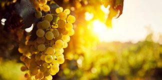 ¿Qué variedad de uva ha duplicado el precio de su hectárea en los últimos años? uva godello