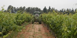 Piden un régimen simplificado para perceptores de la PAC que cobren menos de 5.000 euros viñedo