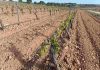 Agroseguro inicia el pago de indemnizaciones del seguro de uva de vinificación helada viña