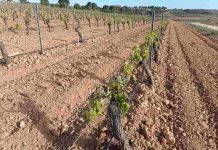 La contratación de seguros agrarios marcó un nuevo máximo en 2025 helada viña