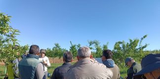 Comienza un proyecto para evaluar la sostenibilidad del almendro ecológico de secano Ifapa
