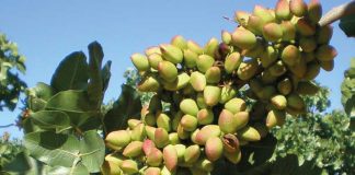 La Indicación Geográfica Protegida (IGP) Pistacho de Castilla-La Mancha, más cerca Pistacho