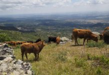 Una app calculará la huella de carbono del vacuno de carne en España vacas montaña