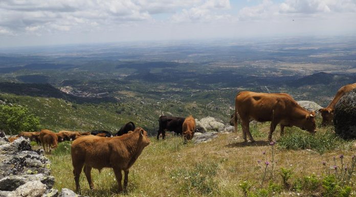 Una app calculará la huella de carbono del vacuno de carne en España vacas montaña