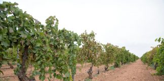 Cooperativas Agro-alimentarias de España estima una vendimia de casi 40 millones de hectolitros viñedo ecológico