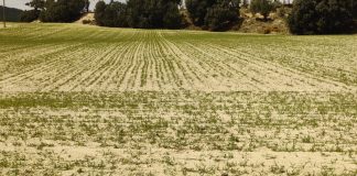 Advierten que desaparecerá el cultivo del cereal en una provincia mediterránea cereal mal estado