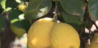 La crisis del limón: España acumula 400 millones de kilos sin recoger limones
