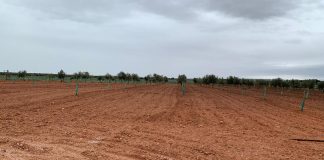 Las lluvias benefician especialmente a cereales, cultivos leñosos y pastos cultivos lluvias