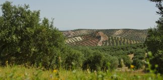 El sector oleícola rechaza definitivamente la candidatura del Paisaje del Olivar Andaluz Paisaje del Olivar Andaluz