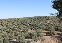 Andalucía ya ha calculado las posibles pérdidas de la nueva PAC: 2.000 millones de euros olivos