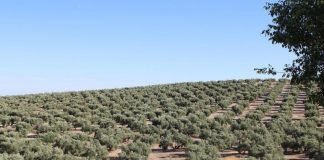 Castilla-La Mancha demanda un programa específico de la PAC para el olivar olivos