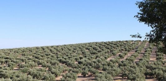 olivos
