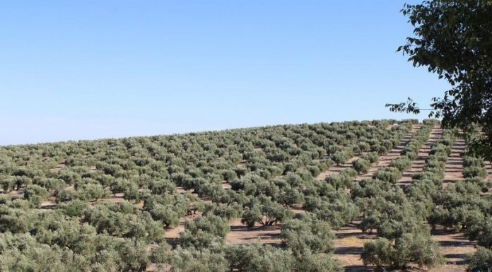Andalucía ya ha calculado las posibles pérdidas de la nueva PAC: 2.000 millones de euros olivos