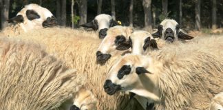 La falta de trabajadores pone en riesgo la supervivencia de la oveja churra y sus productos oveja churra