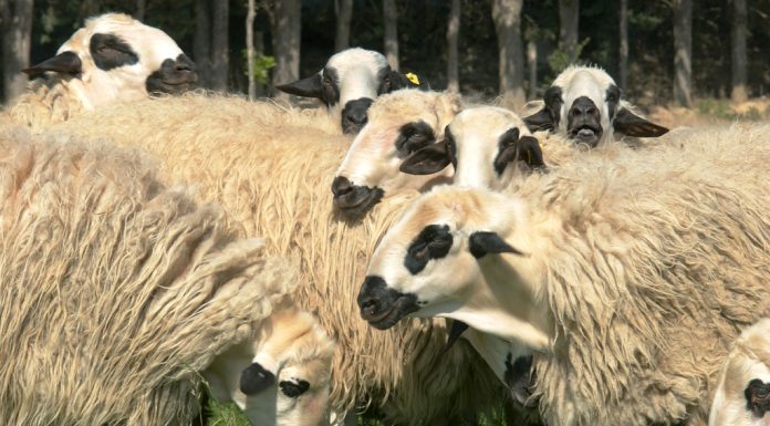 La falta de trabajadores pone en riesgo la supervivencia de la oveja churra y sus productos oveja churra