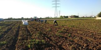 El aumento de las importaciones amenaza el inicio de la campaña de cebollas y patatas Campaña de la patata