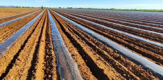 Más sandías y menos melones en la campaña hortofrutícola de Castilla-La Mancha plantación de melones