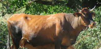 Ministerio de Agricultura realiza un nuevo pago de la ayuda extraordinaria a los sectores ganaderos vacas