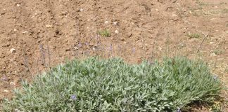 Un estudio revela perspectivas prometedoras para el cultivo de la salvia española salvia