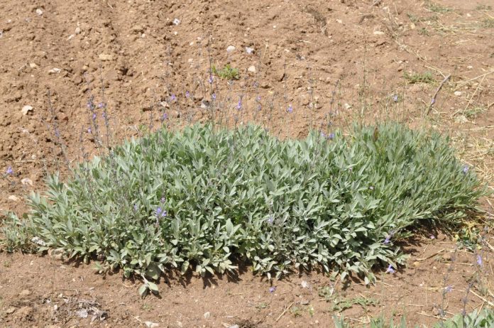 salvia salvia