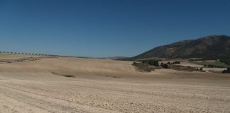 ¿Cuáles son las novedades de los seguros de herbáceos, uva de vino y olivar para la próxima campaña? sequía