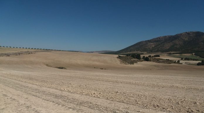 El sector traslada a la UE el impacto de la ola de calor en la agricultura sequía