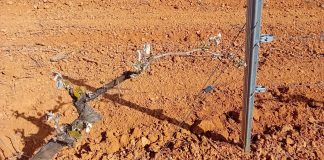 ASAJA Castilla-La Mancha pide a Agroseguro agilidad en las peritaciones de los cultivos dañados tras las últimas heladas viña helada