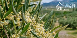 Mes de mayo. La futura cosecha de aceituna empieza a tomar forma. DO Sierra Cazorla cosecha de aceituna