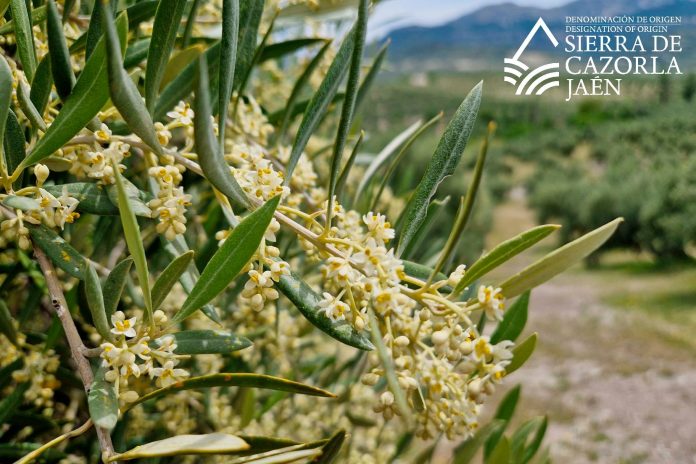 cosecha de aceituna