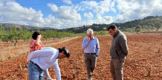 Alerta sobre la situación catastrófica de la uva Moscatel de secano en una provincia española situación catastrófica de la uva Moscatel de secano