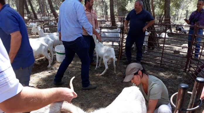 Pastores de Andalucía representará a España en el Campeonato Mundial de Jóvenes Pastores Escuela de Pastores de Andalucía