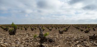 Confederación Hidrográfica del Guadiana modifica el Régimen de Extracciones 2024 para riegos de Campo de Montiel viñas