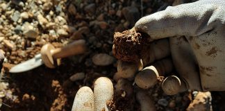 Un escarabajo ya daña más del 80 por ciento de las trufas valencianas escarabajo_trufa