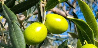 Cómo mejorar el proceso de la recogida de aceitunas malla para recoger aceitunas