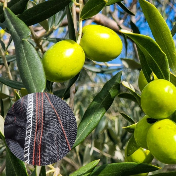 manto-aceitunas-macoglass-8x12-metros malla para recoger aceitunas