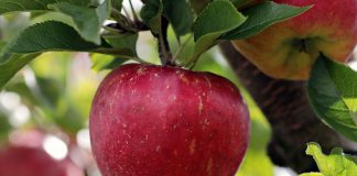 Fertilizantes para árboles frutales: Comprensión, aplicación y mejores prácticas manzana