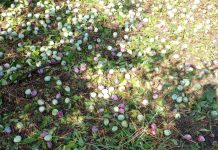 El 89 por ciento de los agricultores y ganaderos confirma su intención de renovar su póliza de seguro agrario pedrisco