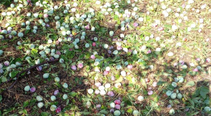 El 89 por ciento de los agricultores y ganaderos confirma su intención de renovar su póliza de seguro agrario pedrisco