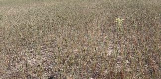 ASAJA Albacete pide medidas urgentes a la Administración por la grave sequía que asola cultivos de toda la provincia sequía