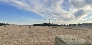 Los precios de los cereales suben en las lonjas españolas con buena previsión de oferta siega