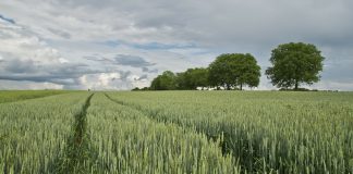 Agricultores y ganaderos podrán presentar la solicitud única de la PAC hasta el 15 de junio trigo