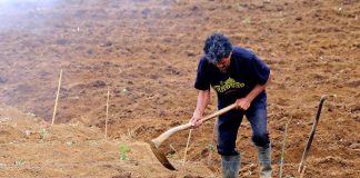 Los agricultores y ganaderos que perciban una pensión de jubilación dejarán de cobrar la PAC agricultor mayor